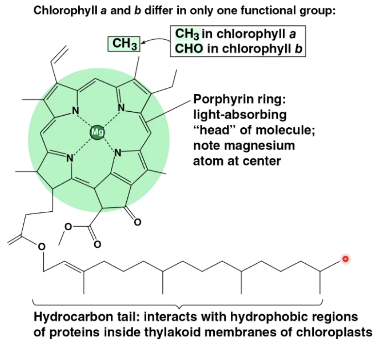 <ul><li><p>Have these carbon rings with magnesium in the center (Why plants need magnesium).<br>The rings form one big conjugated system. That is specicly tuned to abosrb the high energy light.<br></p></li><li><p>Side group a of b</p></li><li><p>Hydrophobic tail, for interactions with protein and membranes</p></li></ul><p></p>