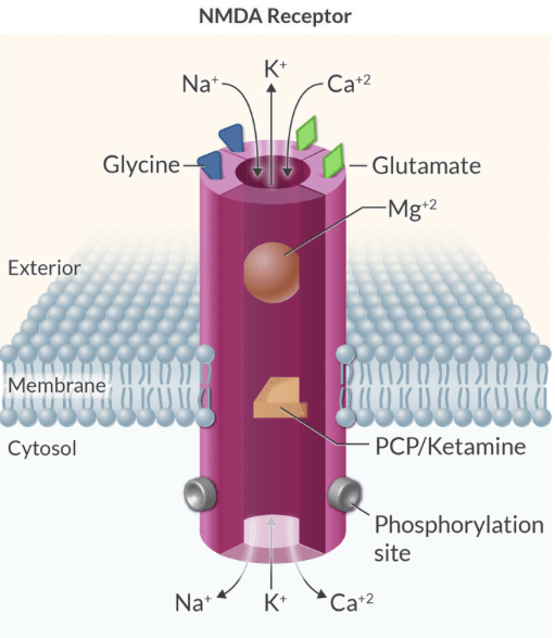 <p>Full activation of the NMDA receptor requires the binding of glycine molecules to a specific site on the receptor complex alongside glutamate.</p>