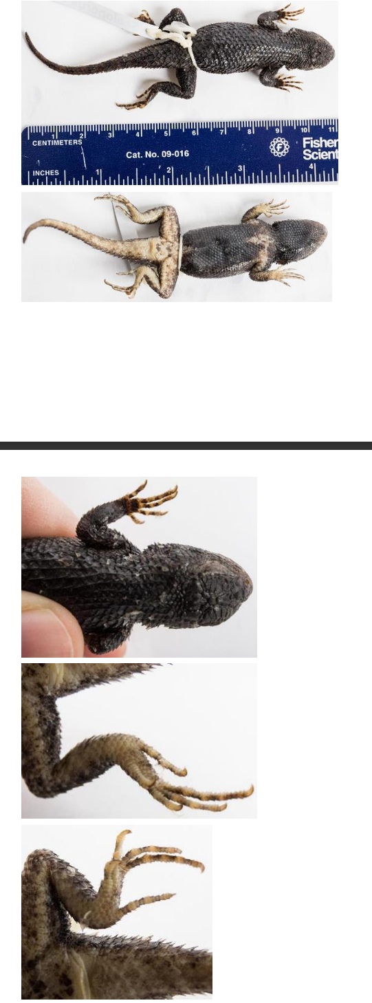 <p>Family: Phrynosomatidae (Scales projecting over the ear opening, scales forming a fringe on side of toes)</p><p>Family name: Spiny lizards</p>