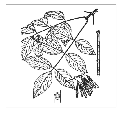 <p>Identify the species</p>