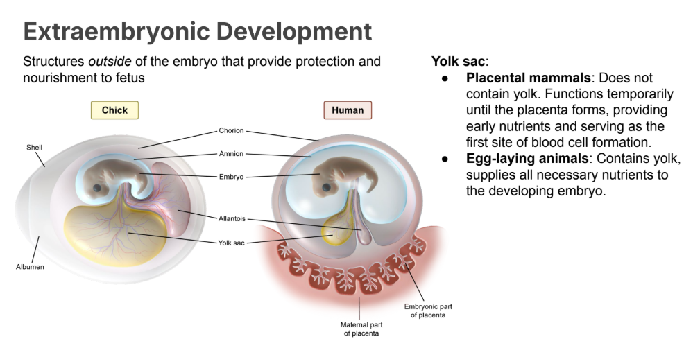<p>Yolk sac:</p><ul><li><p><strong>Placental mammals: </strong>Does <strong>not </strong>contain <strong>yolk</strong>. Functions temporarily until the placenta forms, <strong>providing early nutrients</strong> and serving as the first site of<strong> blood cell formation.</strong></p></li></ul><p></p><ul><li><p><strong>Egg-laying animals:</strong> Contains <strong>yolk</strong>, supplies <strong>all necessary nutrients</strong> to the <strong>developing embryo</strong>.</p></li></ul><p></p>