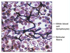 <p>network of reticular fibers in a typical loose ground substance; reticular cells lie on the network</p>