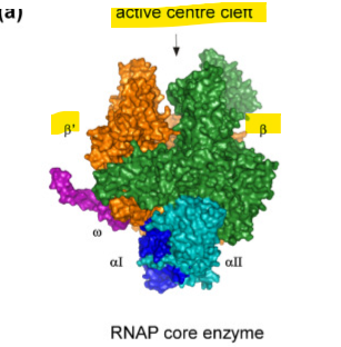 <p>what does the β and β′ (beta and beta prime) do as the subunit in the core enzyme?</p>