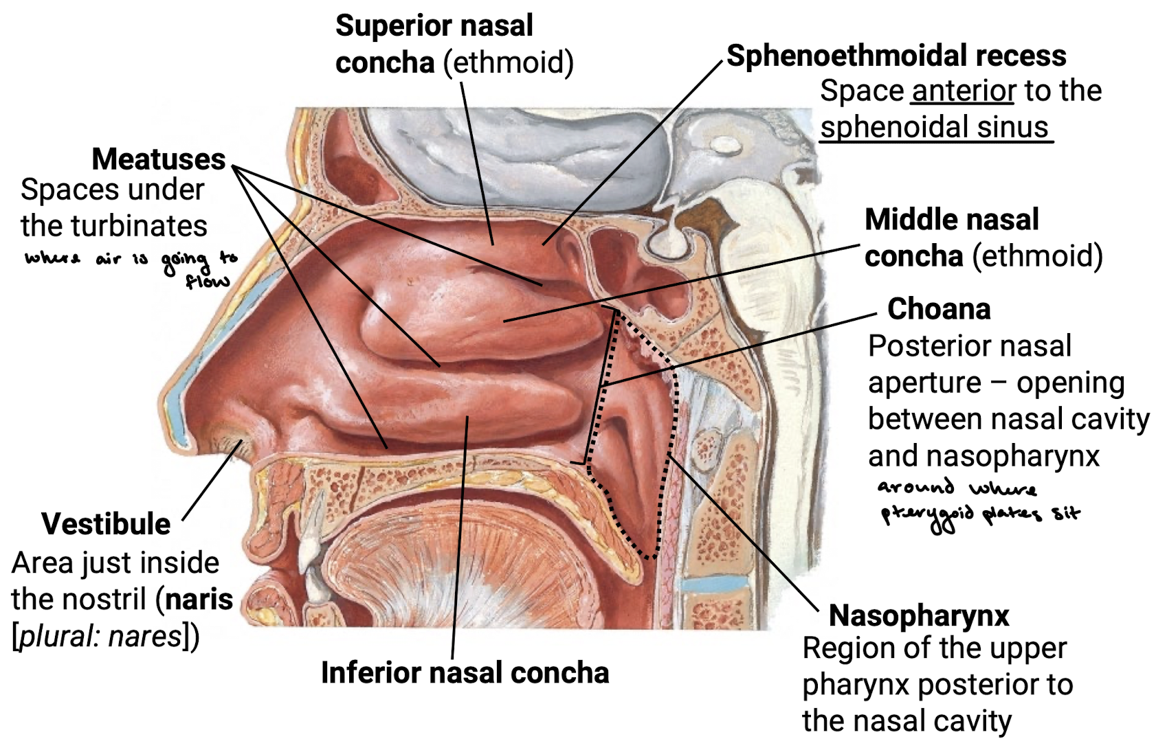 knowt flashcard image