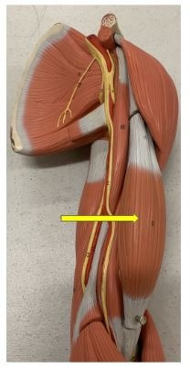 <p>The first muscle that is medial, on the left.</p>