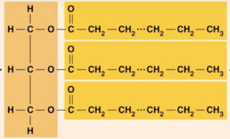 <ul><li><p>made up of a glycerol molecule plus the three fatty acids attached to each carbon of the glycerol</p></li><li><p>glycerol is a three carbon molecule and associated with each carbon there is a fatty acid<br>  - three fatty acids give it the name triglyceride</p></li><li><p>you can get triglycerides through your diet or it can be made in your body</p></li><li><p>large molecule </p></li><li><p>how we store lipid inside cells</p></li><li><p>structure of cooking oil and lard</p></li></ul><p></p>
