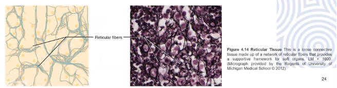 <p>Mesh like, supportive framework for soft organs</p><p>Reticular cells produce reticular fibres that form networks other cells attach to</p><p>filters out injurious particles </p>