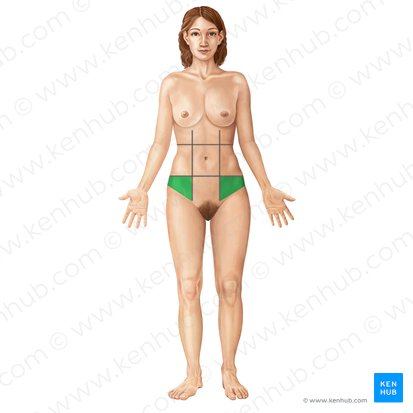 <p>Groin</p>