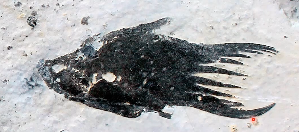 <p>thelodont order (class agnatha, phylum vertebrata, chordates), lower Devonian, Canada, </p>