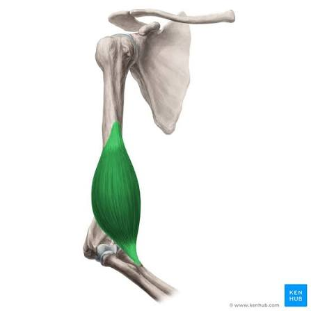 <p>proximal attachment of brachialis</p>