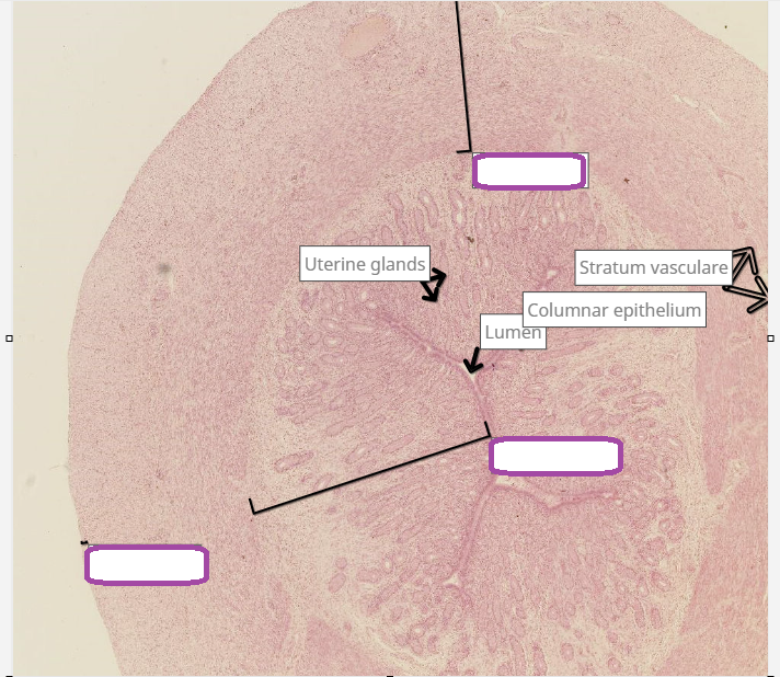 <p>uterus in oestrus</p>