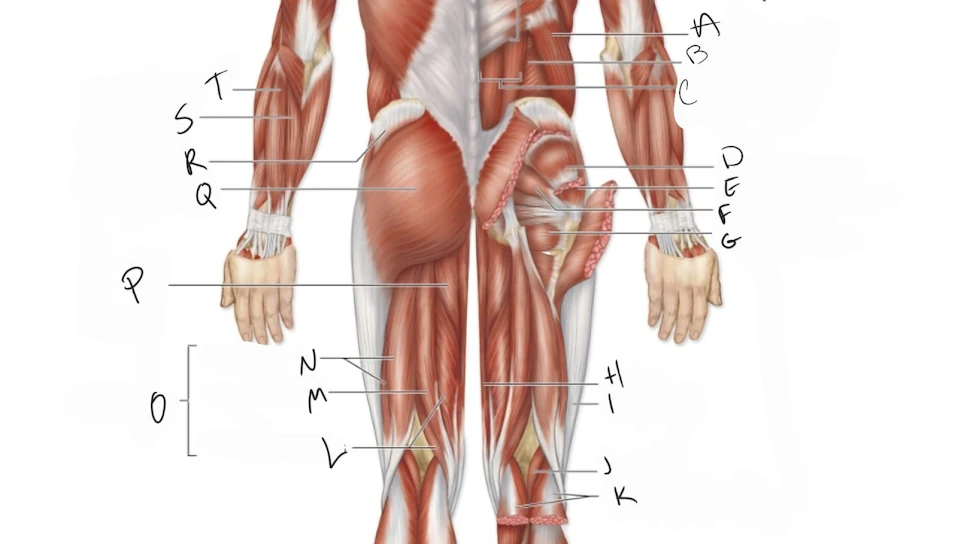 <p>extensor carpi ulnaris</p>