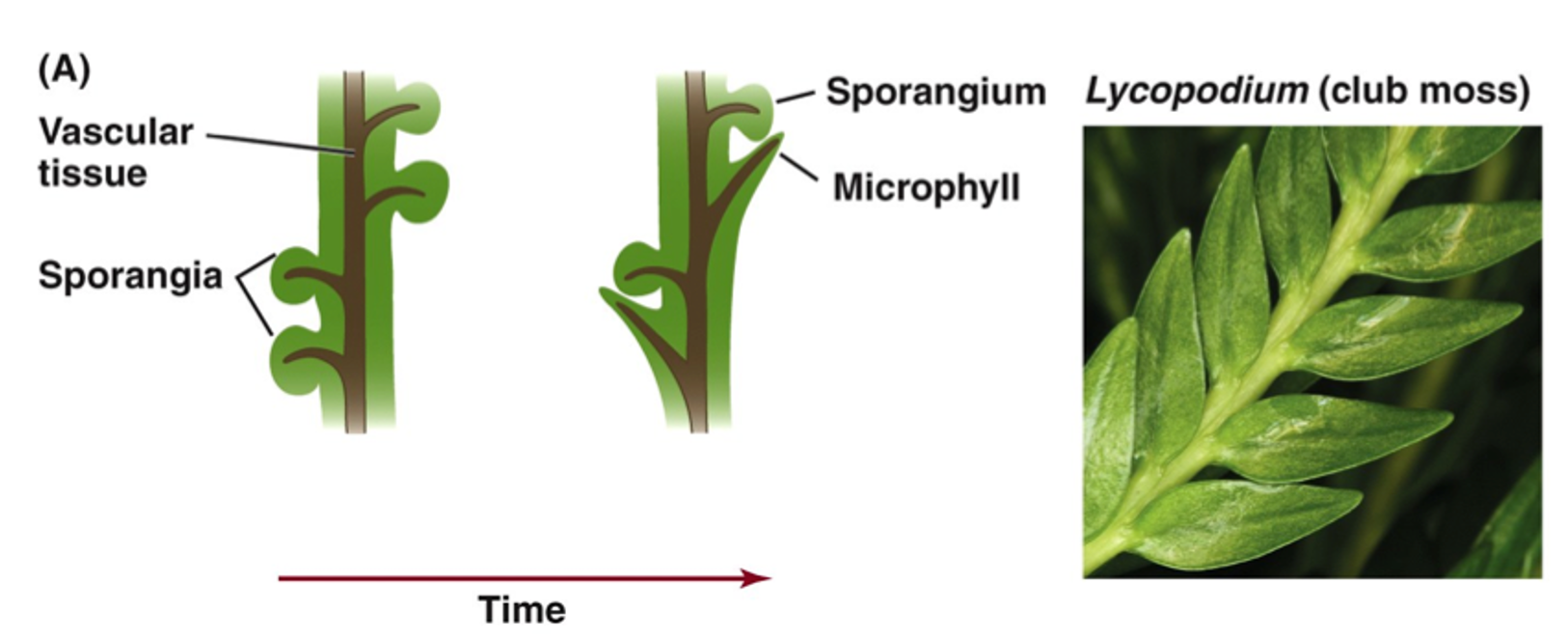 <p>leaflike structures arranged spirally on the stem. <span style="font-family: "Calibri Light";">small leaves with a single midvein. </span></p><p></p>
