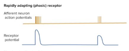 <p> a stimulus occurs on an afferent neuron, causing an action potential. It adapts quickly, meaning that even though the stimulus remains, the neuron stops firing APs.</p><p>What happens?</p><ul><li><p>It sends one big AP to signal the start of a stimulus and one small AP to mark the end of a stimulus (when you feel the weight of the ring after you take it off)  </p></li></ul><p></p>