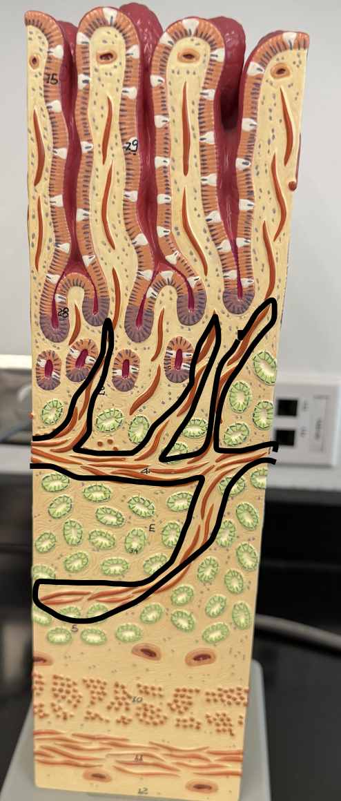 <p>Elastic fibers + circular + longitudinal smooth muscle</p>