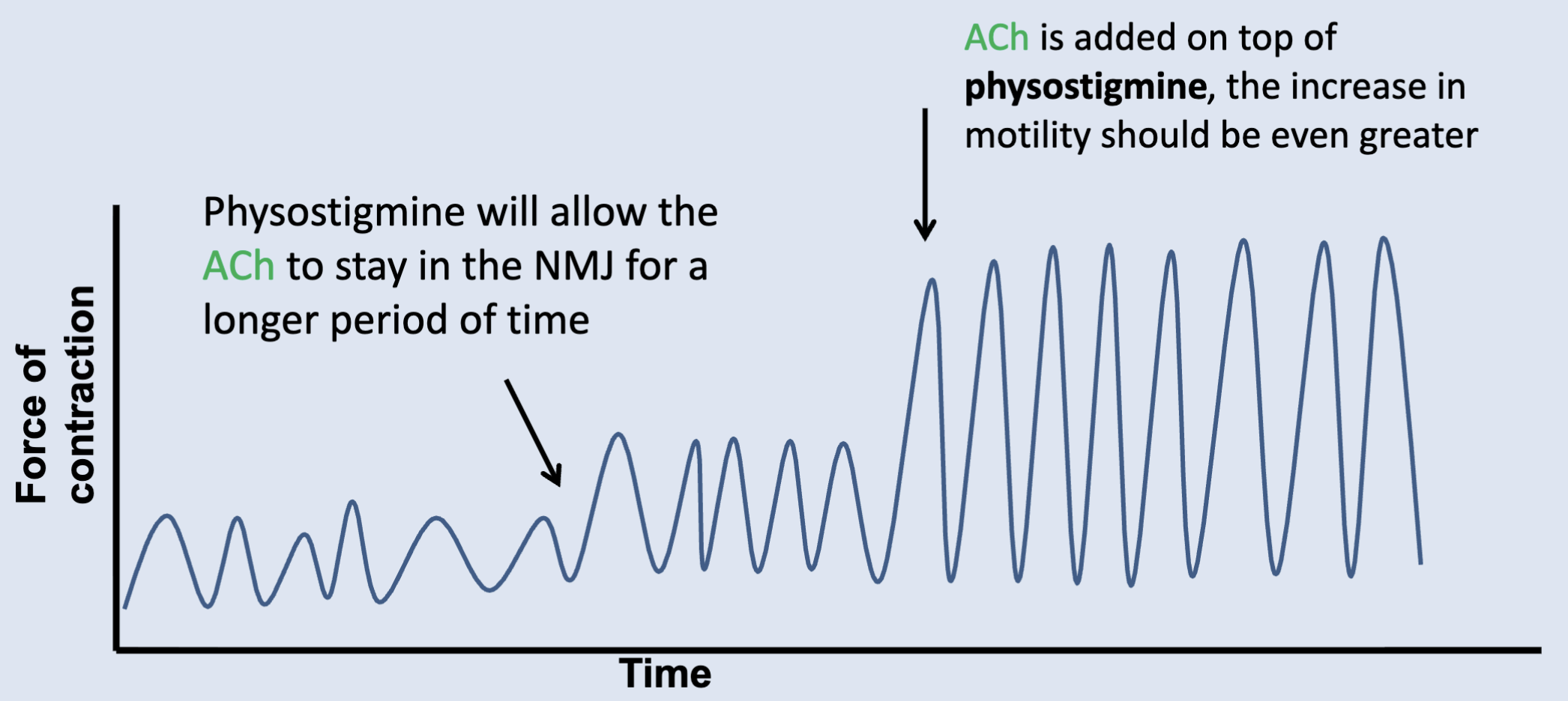 <p>Contractions should increase in strength, frequency, or both because the myenteric plexus is spontaneously active.</p>