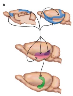 <p>after information is processed in the … it can be fed back via the … region to the same areas of the … that the original input came from</p>