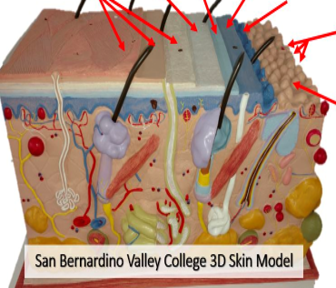 <p>Label the skin model.</p>