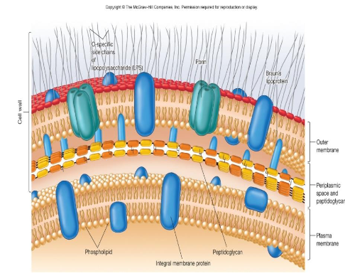 <p>lipopolysaccharides (LPS) (made out of carbohydrate: head and lipid: tails) </p><ul><li><p>relatively impermeable </p></li></ul><p></p>