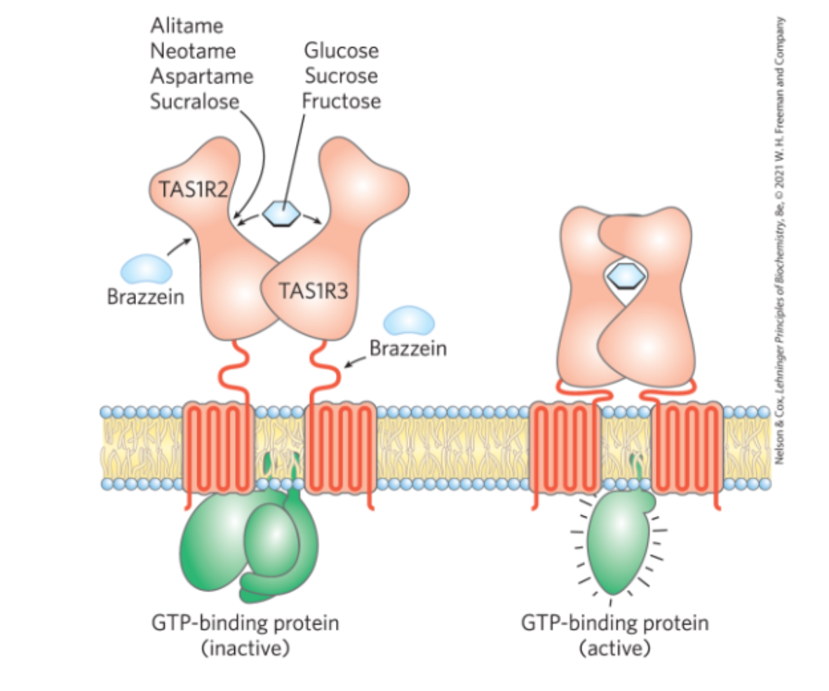 <p>G coupled reaction between 2 subunits, T1R2 and T1R3, think about a venus flytrap to ligands in extracellular domain, creates a closed confromation which activates CPCR</p>