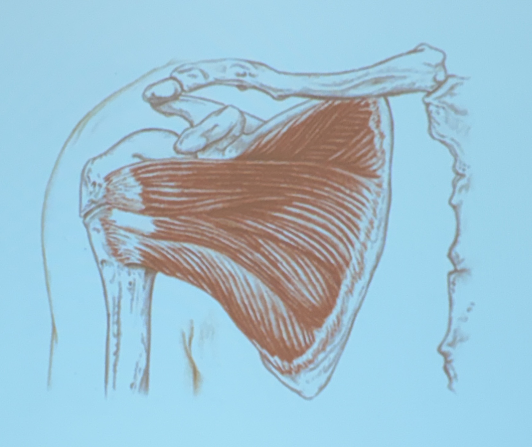 <p>Muscle name?</p>