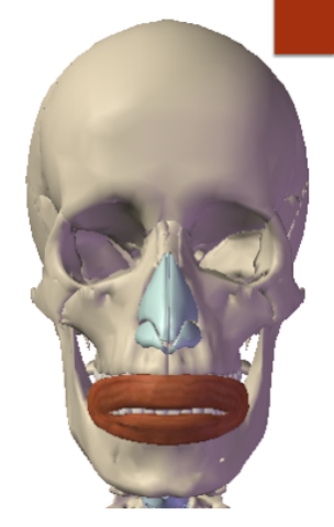 <p>Orbicularis Oris muscle: Origin </p>