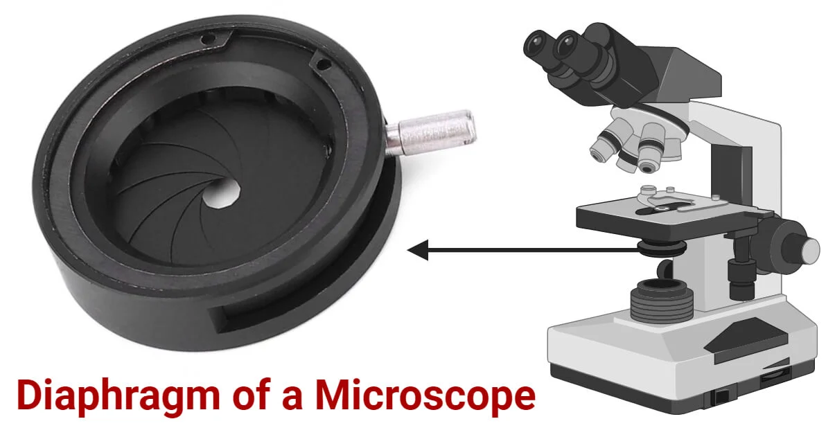 <p>A part of the microscope that controls how much light goes through the aperture to the slide, so you can make the image brighter or darker to see it more clearly.</p>