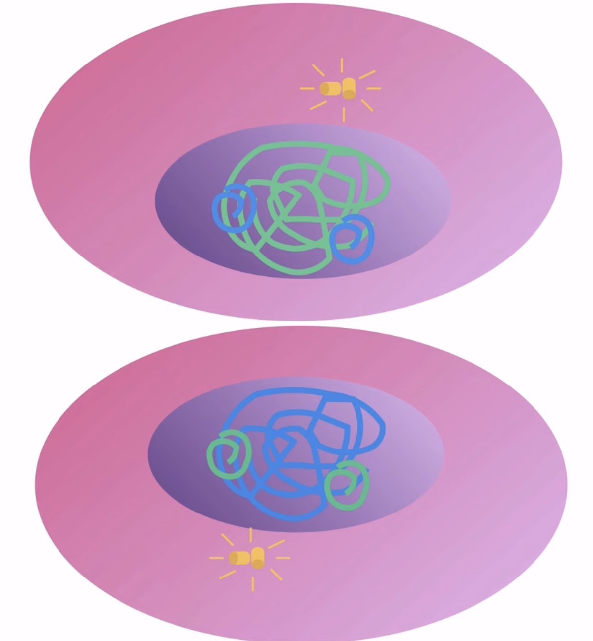 <p>What happens during cytokinesis? (meiosis)</p>