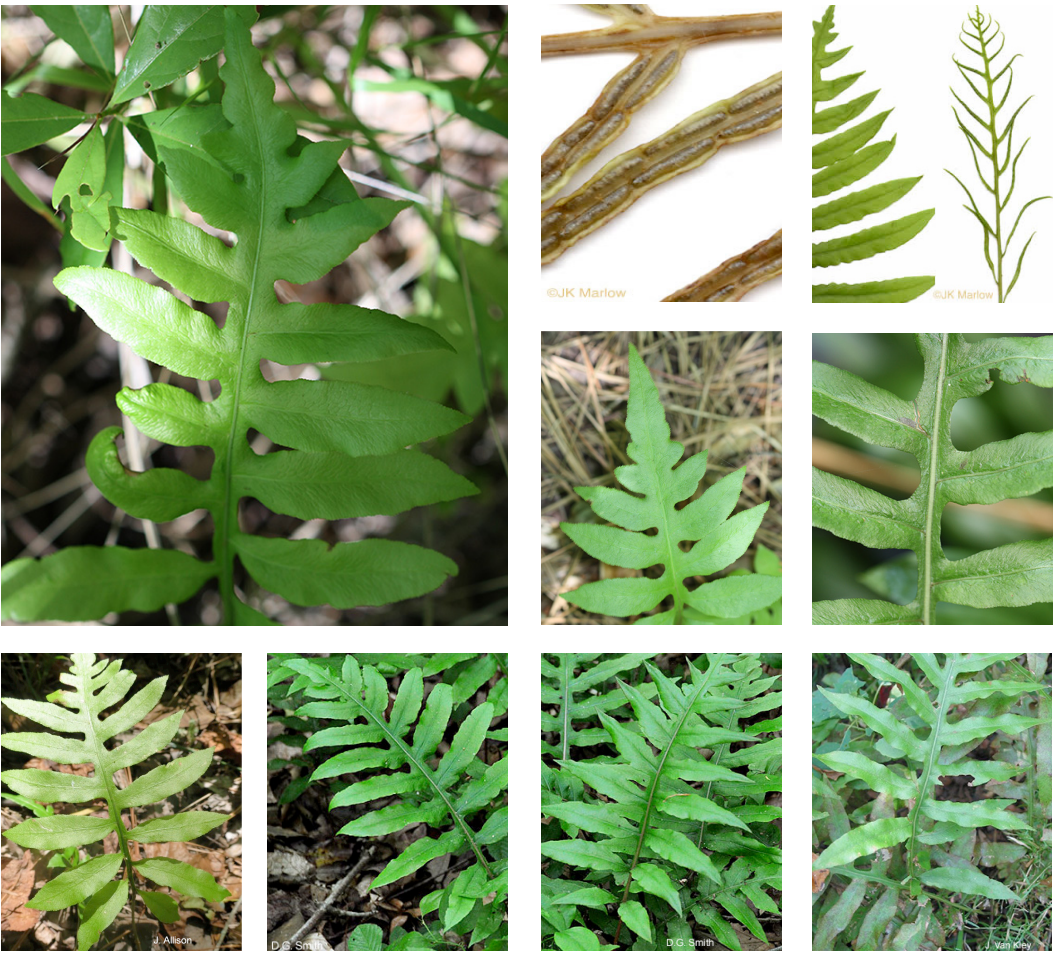 <p>Blechnaceae</p><p>sharp, alternate pinna</p><p>pinnatifid</p><p>dimorphic fronds</p>