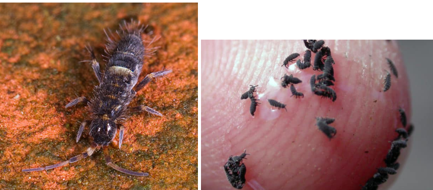 <p>What sub-class are these bugs in?</p>