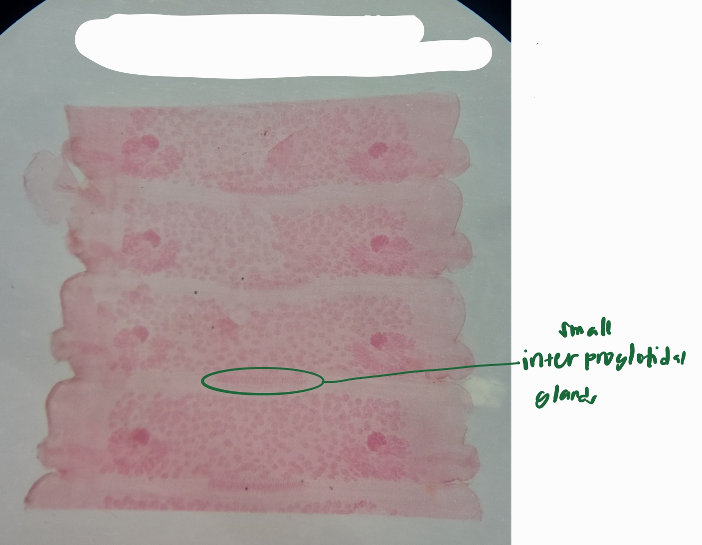 <p>Identification:</p><p>Common name:</p><p>Organ loc:</p><p>Intermediate Host:</p><p>Definitive Host:</p><p>Family:</p>