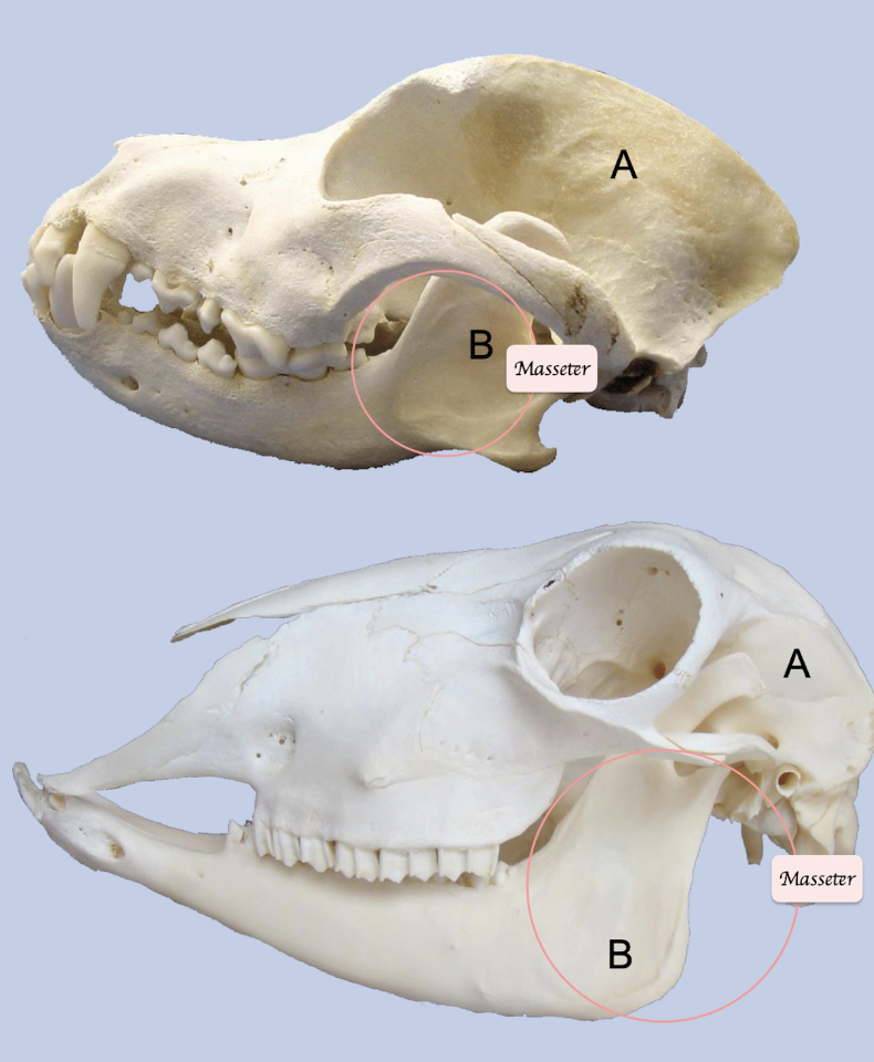 <p>Carnivore: Large area of origin for temporalis + Small areas of insertion for masseter + Digastricus</p><p>Herbivore: Small area of origin for temporalis + Large areas of insertion for masseter + Digastrics</p>