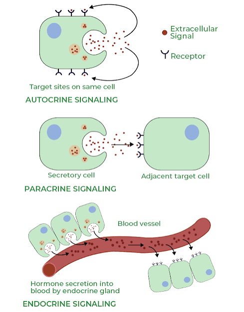 <p><span>Chemical signals secreted by cells can act over varying distances. In this signaling, molecules act on nearby cells.</span><br><span>an endocrine function in which effects of a hormone are localized to adjacent or nearby cells.</span><br><span>-moves to target cells by diffusion</span></p>