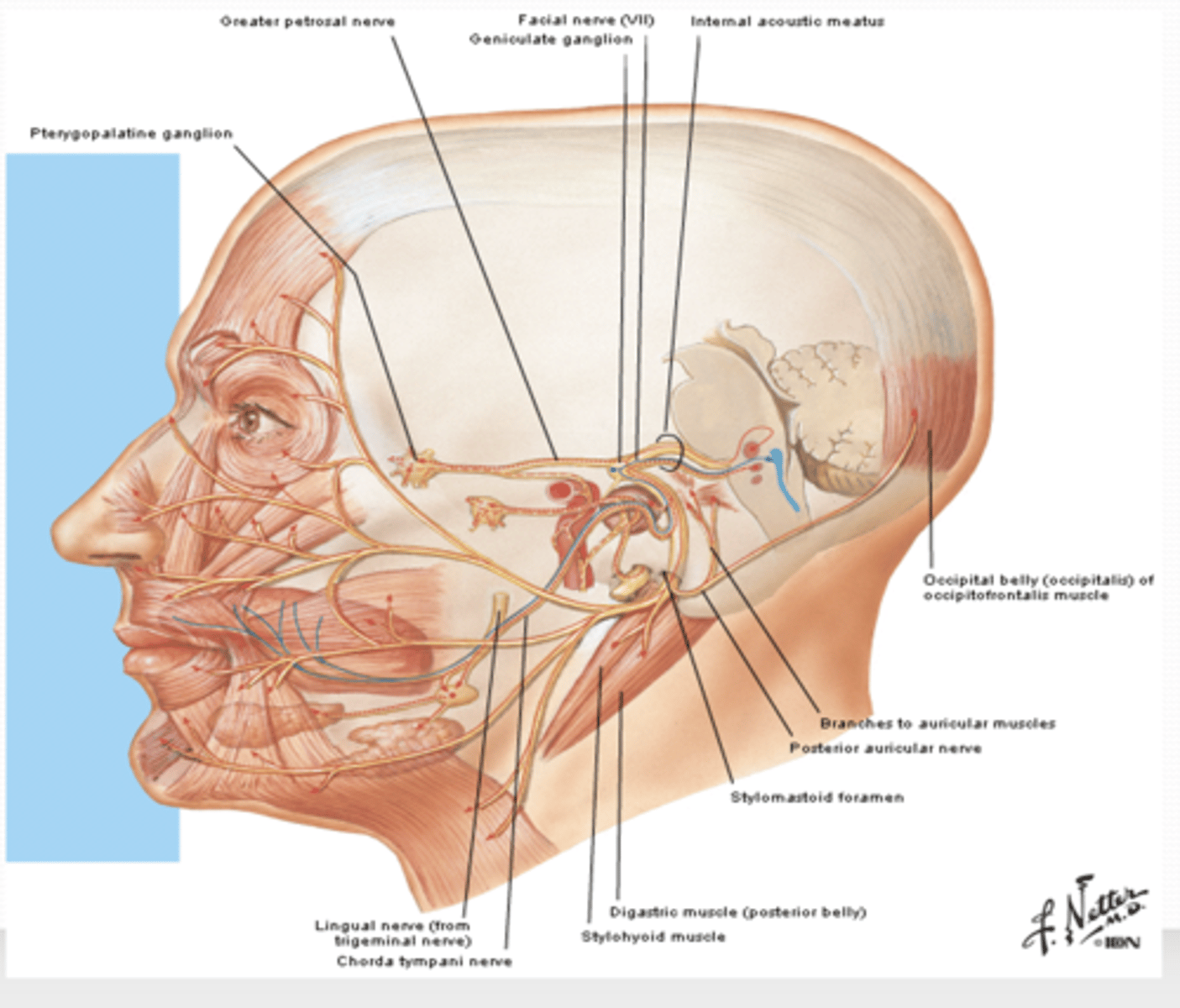 <p>what are the motor branches of CN VII ? </p>