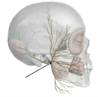 <p>Identify + describe the nerve </p>
