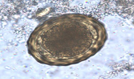 <p>Name, common name, fertilized or unfertilized?</p>