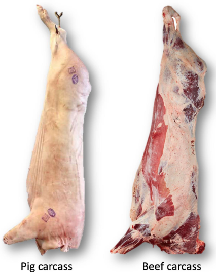 <p>Red muscles are more likely to cold shorten</p><ul><li><p>Because less developed SR</p></li></ul><p>White muscles</p><ul><li><p>Better developed SR</p></li></ul><p>Beef and lamb have less fat so they cool down too quickly</p><p>Pig carcass has more fat</p>