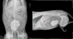 <p>Describe your findings (roentgen signs)</p>