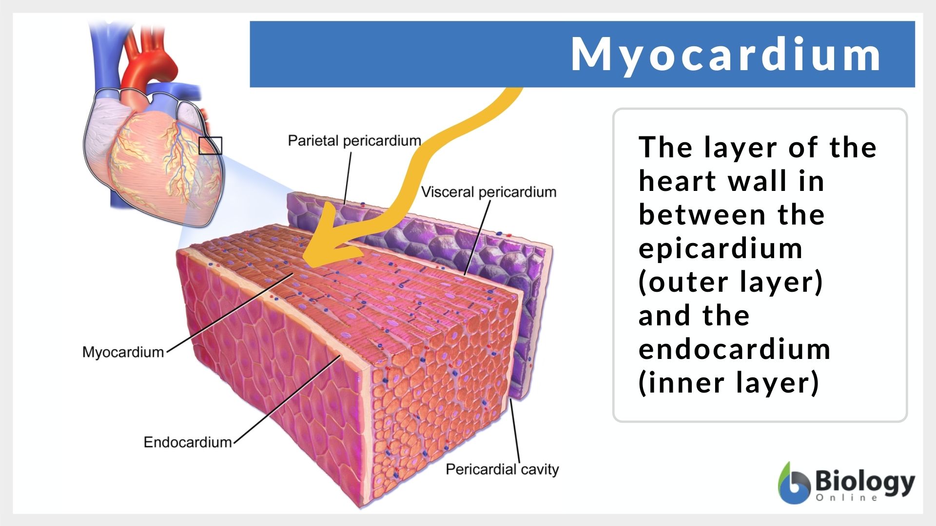 <ul><li><p>in the middle, cardiac muscle </p></li><li><p>thickest layer, performs the work of the heart </p></li><li><p>thickness is proportional to the workload of the individual chamber </p></li><li><p>muscle is organized into bundles that spiral around the heart forming vortex of the heart </p></li><li><p>when ventricles contract they exhibit twisting or wringing motion the enhances blood ejection </p></li></ul><p></p>