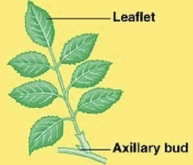<p>leaves divided into leaflets; each leaf is made up of more than one blade (leaflets)</p>
