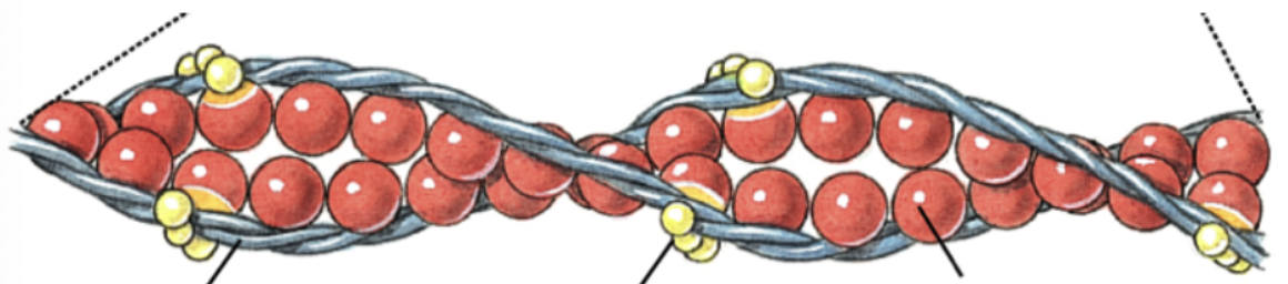 <p>Groove of actin filament (between actin strands) that have a different strand protein, </p>