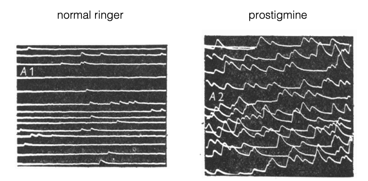 <p><span style="font-family: "Helvetica Light";">&nbsp;- Katz manipulated the synaptic acetylcholine concentration by adding prostigmine, which blocks acetylcholinesterase.</span></p><p style="text-align: center;"><span style="font-family: "Helvetica Light";">&nbsp;- the resulting increased acetylcholine concentration prolongs the decay of mEPPs.</span></p>