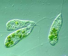 <p>Lineage?</p>