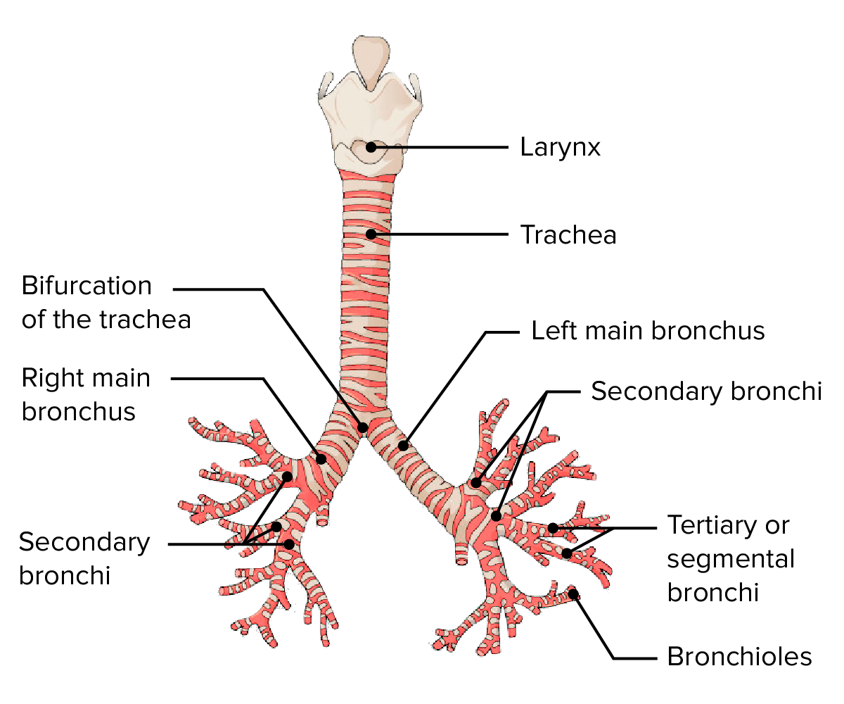 <p>Airway pathway</p>
