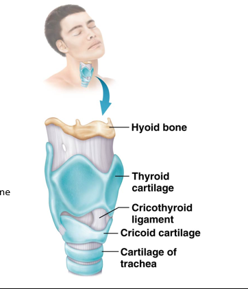 <p><strong>Unpaired</strong>, largest shield-like piece forming the anterior and superior walls of the larynx. </p><ul><li><p>Connected superiorly to the <strong>hyoid bone</strong> </p></li><li><p>Connected inferiorly to the <strong>cricoid cartilage</strong> by a fibrous membrane </p></li><li><p>Contains “Adam’s Apple”</p></li></ul><p></p>