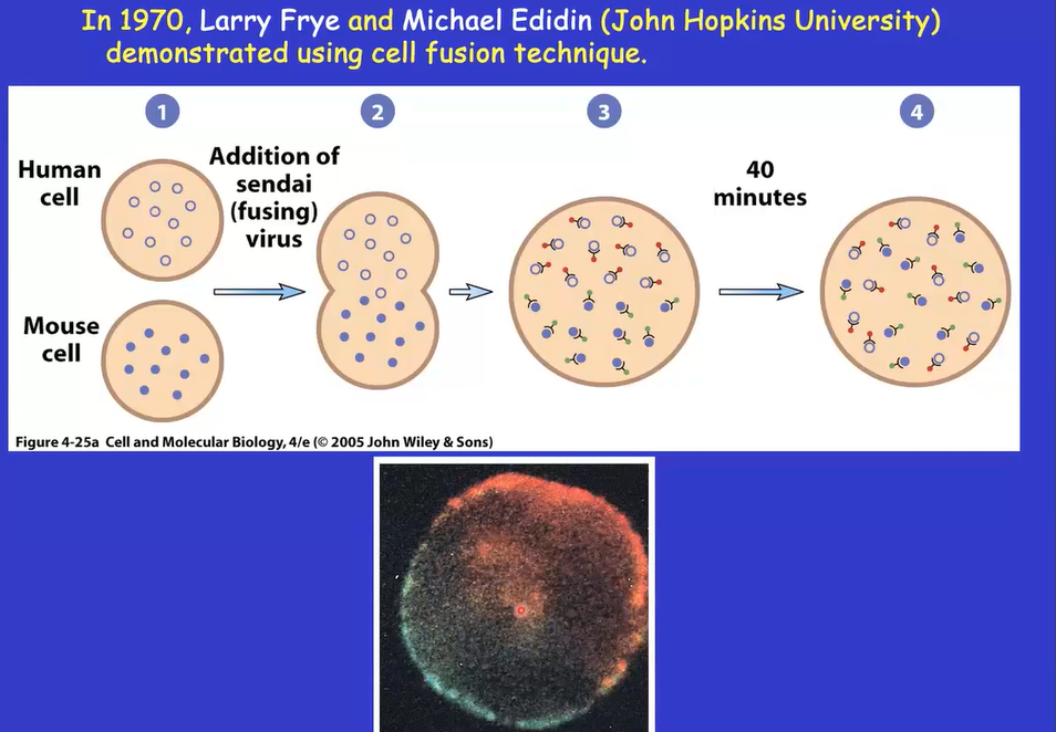 <ul><li><p>larry frye and michael edidin in 1970</p></li><li><p>movements of proteins demonstrated</p></li><li><p>fuse two cells (human and mouse cell) since they contain different proteins</p><ul><li><p>labeled antibodies </p></li></ul></li><li><p>look at their fluorescence change before and after fusion</p></li><li><p>i cannot understand his accent but he says there’s a name for the cell that is the human and mouse fusion something like “sick cell” ?????????????????????????</p></li><li><p>cell starts out with proteins of human and mouse separated on both sides of the cell then they will fuse because there is movement </p></li><li><p>fluidity of membrane determines movement of proteins </p></li><li><p>presence of mosaic cells increases sharply as the temperature passes transition temperature </p><ul><li><p>movement of proteins has been enhanced </p></li></ul></li></ul><p></p>