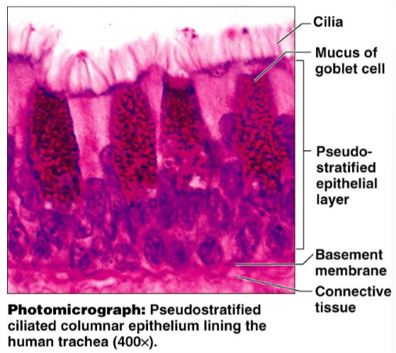 <ul><li><p>Secretion, particularly of mucus</p></li><li><p>Propulsion of mucus by ciliary action</p></li></ul><p></p>