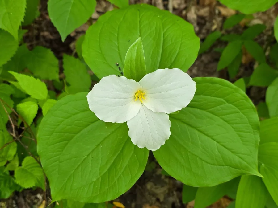 <p>Trillium grandiflorum</p>