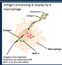 <p><span>Three types of T cell:</span></p><p><span>1.- Cytotoxic T cell/ Memory T cell (CD8<sup>+</sup>)</span></p><p><span>2.- Helper T cell (CD4<sup>+</sup>)</span></p><p><span>3.- Suppressor T cell</span></p><ul><li><p style="text-align: left;"><span>T cells detect antigens presented by MHCs at the cell surface.</span></p></li><li><p style="text-align: left;"><span>Activated by antigen recognition and co-stimulation by Helper T cells.</span></p></li><li><p style="text-align: left;"><span>T cells undergo clonal selection to produce Cytotoxic T cells and Memory T cells.</span></p></li><li><p><span>Cytotoxic T cells attack pathogens using perforin, granzymes, lymphotoxin and stimulating apoptosis.</span></p></li><li><p><span>Memory cells enable a much quicker secondary response on exposures to the same antigen, while Suppressor T cells stop the response to protect healthy tissues from damage.</span></p></li></ul><p></p>