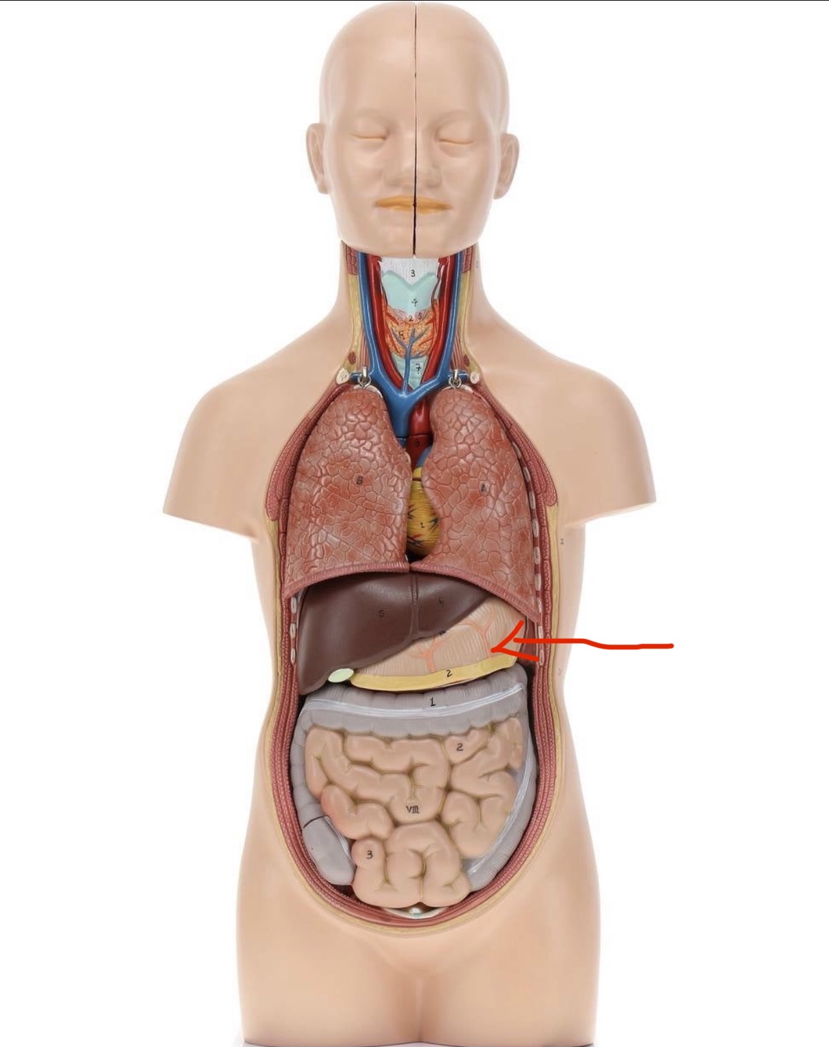 knowt flashcard image